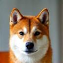 柴犬のポートレート